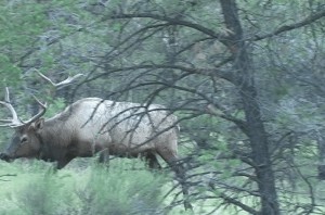 Decoy Bull 1