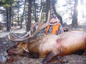 Amy's Bull Elk