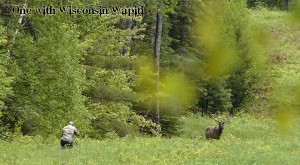 Wisconsin Elk