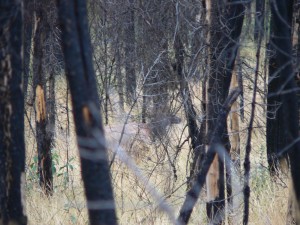 The Spike at 50 yards