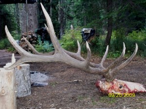 Another view of Cory's elk