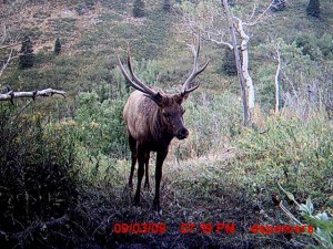 Freak bull from Dusty's trail camera