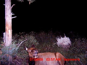 The flash from Dusty's trail camera was too much for this cow to handle...