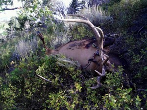 Dusty's big Utah bull is down!