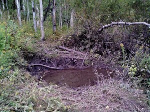 This is a wallow where Dusty hung one of his trail cameras