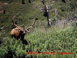 Pre-season scouting found this bull at one of the locations Dusty had placed a trail camera