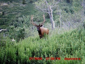 Another big bull from Dusty's trail camera
