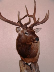 Elk Mount Right View Detail