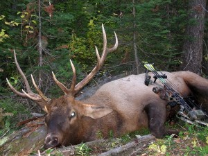 One of Dirk's many bulls that have fallen to his method of hunting