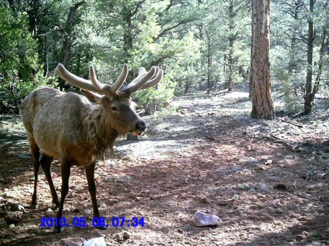 What Causes atypical or Non-Typical Antler Growth in Elk and