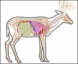 Deer Anatomy