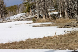 Elk Shed in the high country at snowline