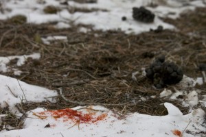 Shed Hunting - Follow the sign