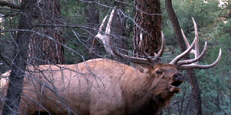 2011_08_Field Judging Elk_800x400