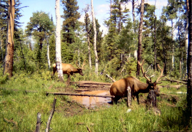 Elk Water Source