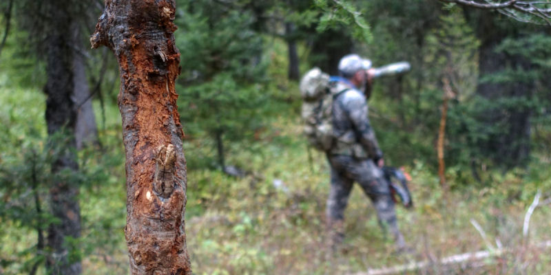 2015_0914_Raking Trees_800x400