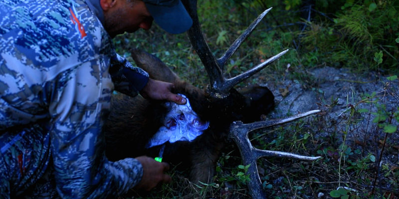 2015_0928_TaxidermyPrep_Tony Mudd_800x400