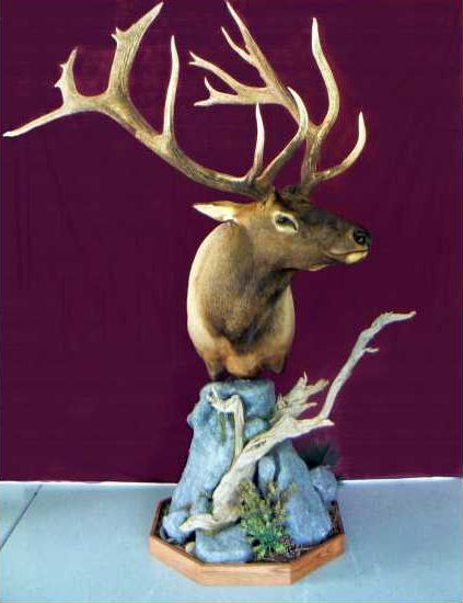 Tony Mudd elk mount