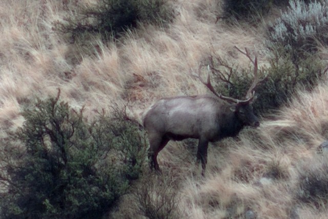 Kendyl Elk Hunt 9