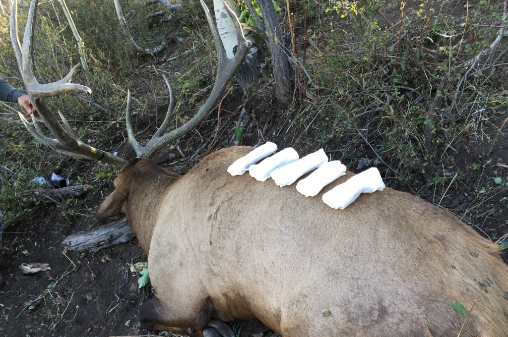 Packing Elk Quarters Eat. Sleep. HUNT ELK!