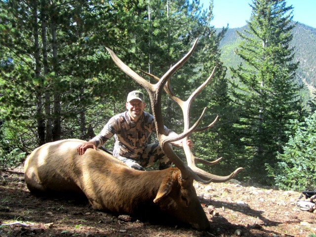 AZ Bull