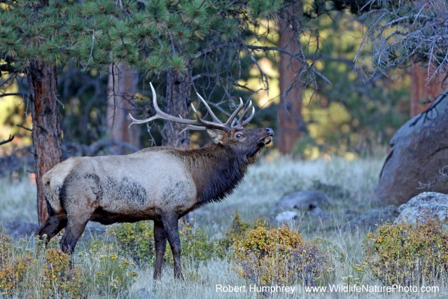 6a. Elk_Robert Humphrey_IMG_6393
