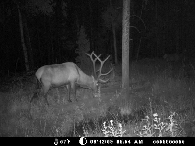 elk on trail cam