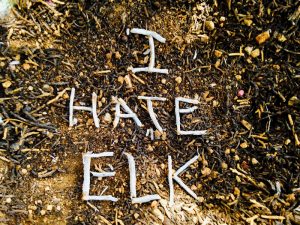 hunt4_summary_i-hate-elk