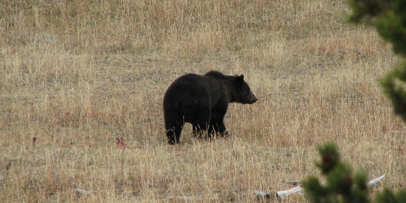 Grizzly Country_800x400