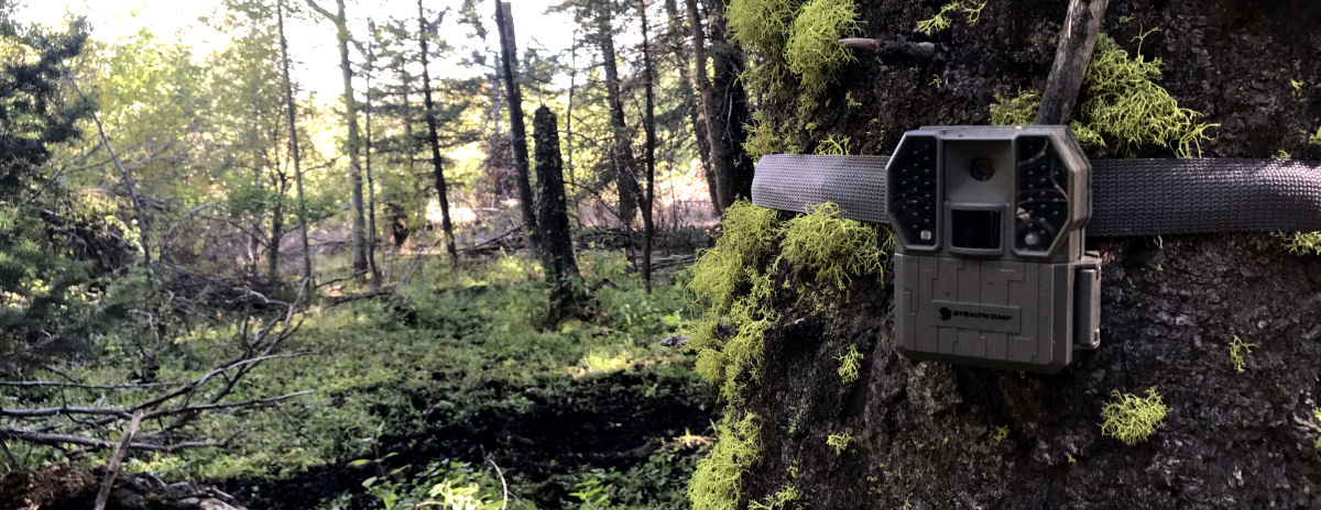 Stealth Cam banner_1200x464