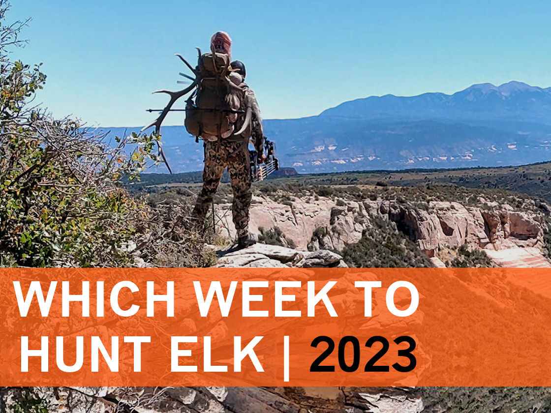 2023_Article 1_Which Week to Hunt Elk 2023