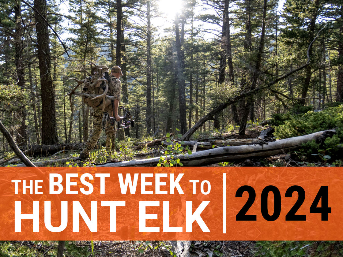 2024_0319_Which Week to Hunt Elk 2024_Article Thumbnail